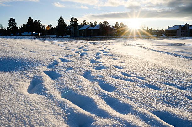 How Much Snow Will Michigan Get? Winter Storm Snowfall Predictions (Nov–Dec 2025)