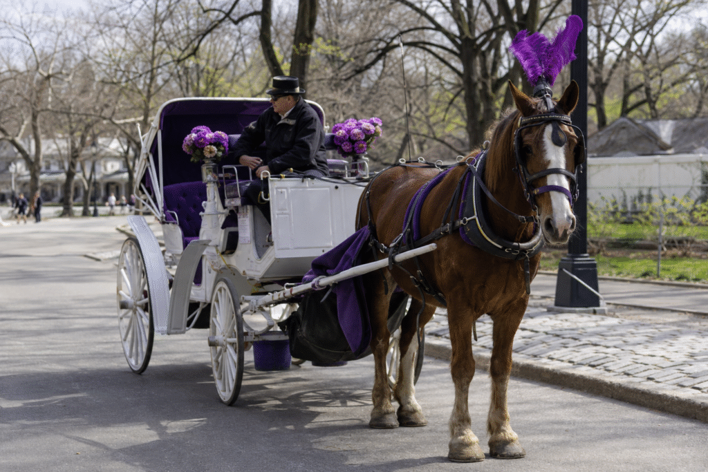 Teen Indian Tourist Dies in Tragic Horse Carriage Accident in New York’s Central Park